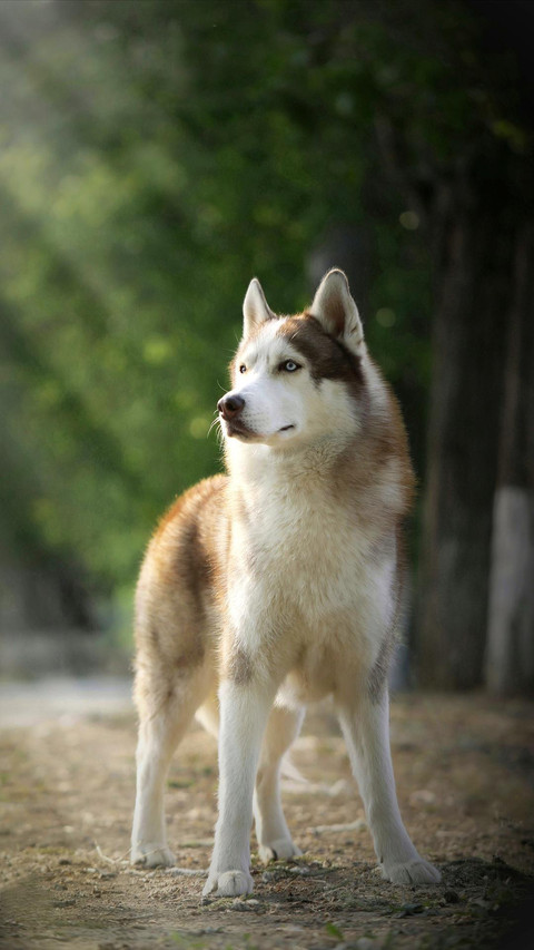 Dog456 screenshot