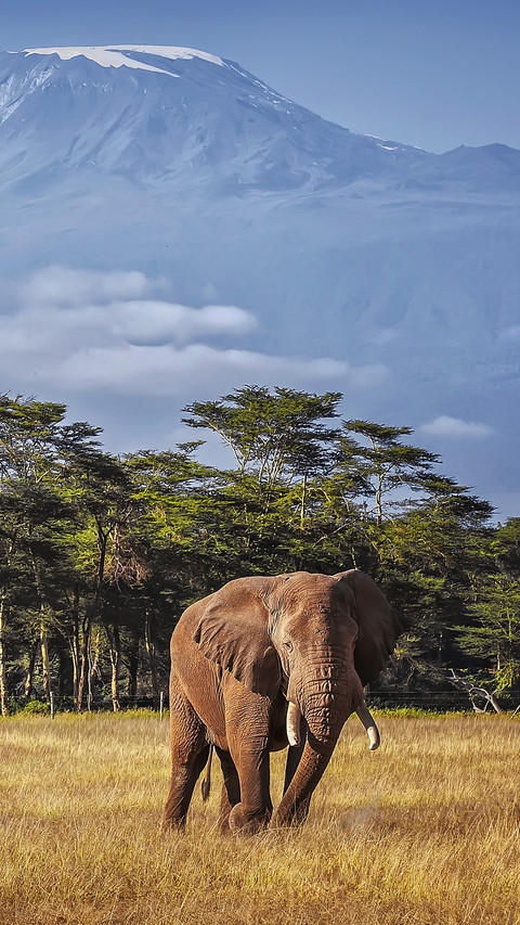 Do you know elephants 75 screenshot