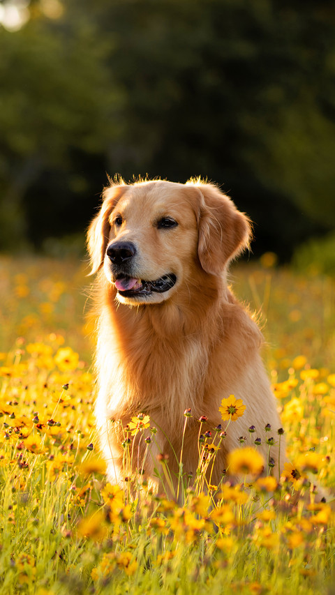 Dog (8) screenshot