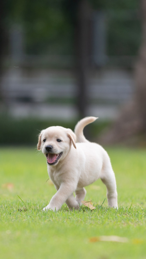 Delighted Dog, Enjoying Outdoor Freedom screenshot