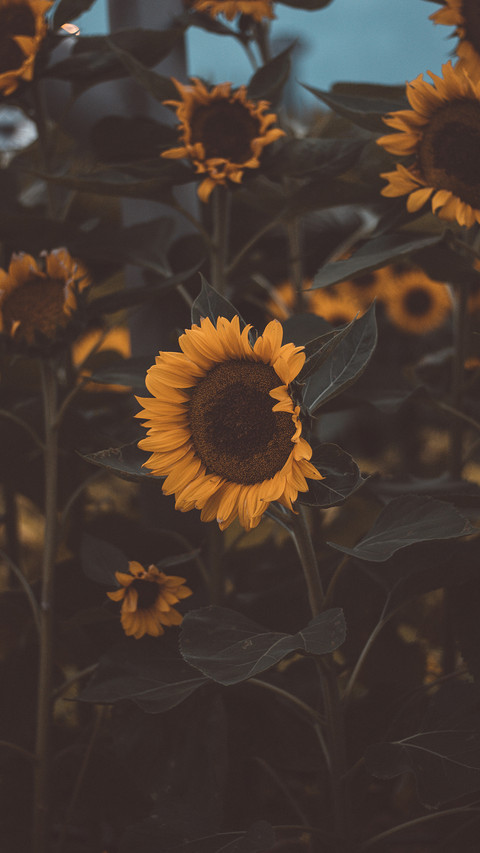 sunflower screenshot