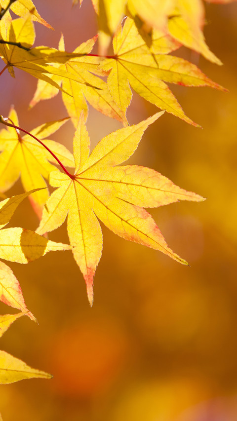 The tragic autumn sentiment in classical culture screenshot