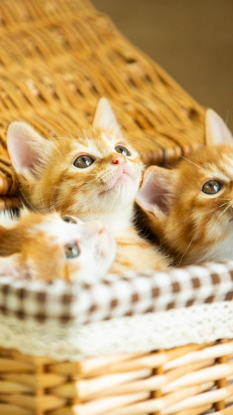 The three little orange cats in the basket screenshot