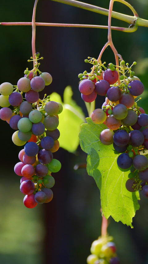112366_1440x2560.jpg screenshot