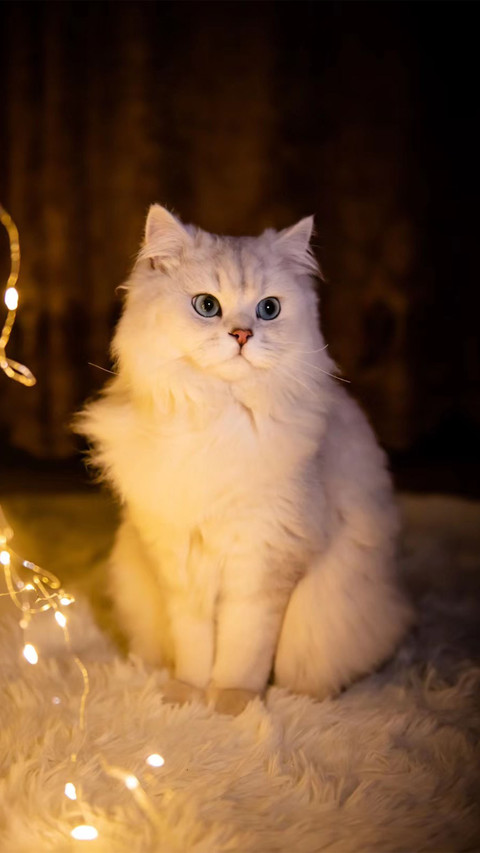 魅力小猫咪 screenshot