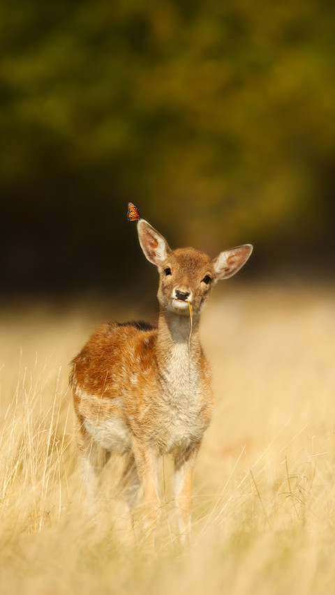 Deer calf with a butterfly on an ear in meadow in summer screenshot