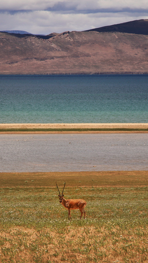 Gaze screenshot
