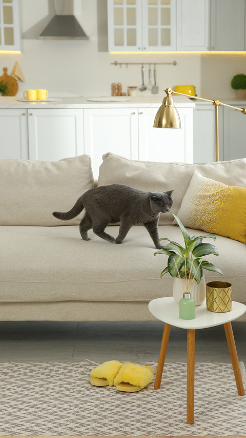 Modern Living Room with Adorable Grey Shorthair Cat on Couch screenshot