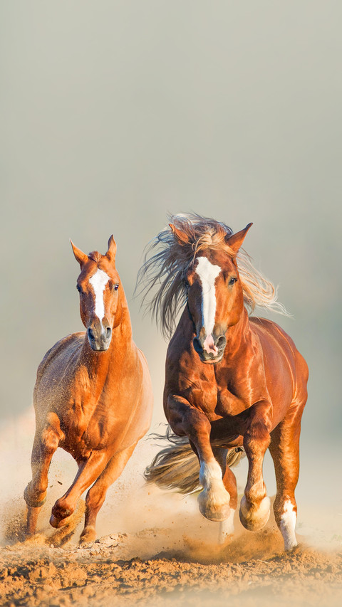 Two wild chestnut horses running together in dust screenshot