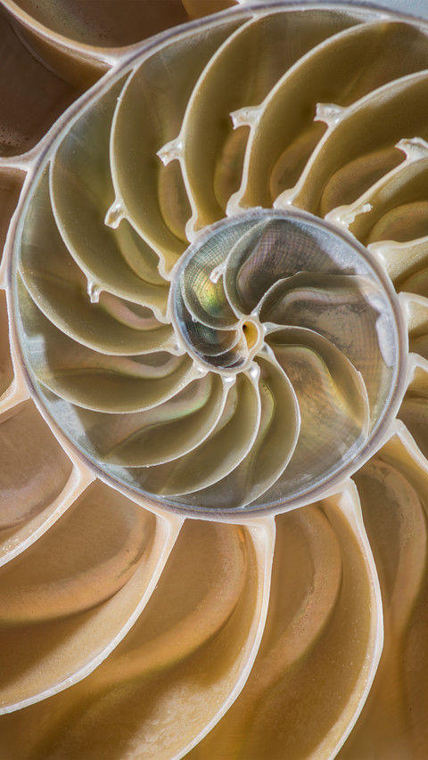 Spiral shell screenshot
