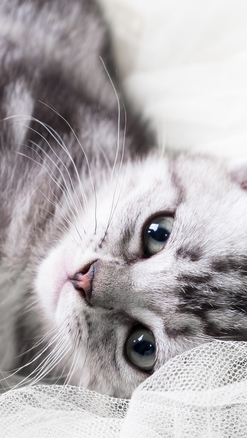 White lace and the cat screenshot