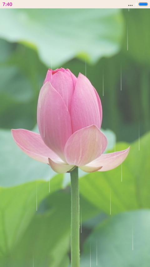 夏雨荷 screenshot
