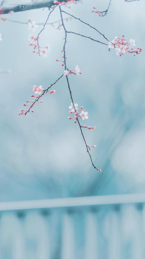 春来发几枝 screenshot