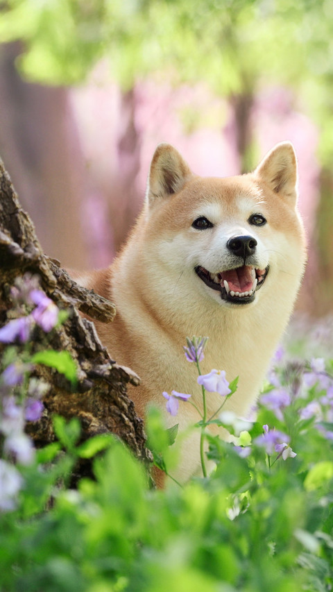 The shiba inu behind the tree screenshot