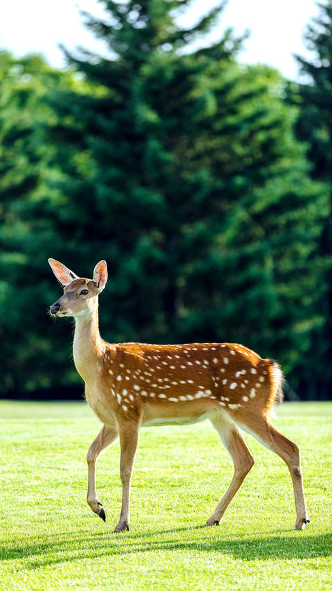 Cute animals-0 screenshot