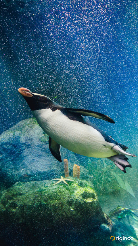 pingu (1) screenshot