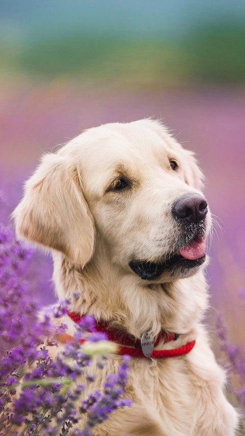Dog screenshot