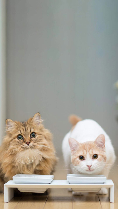可爱软萌的猫咪 screenshot