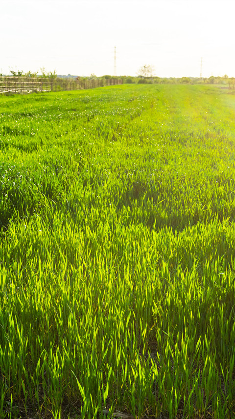 Green Grass screenshot