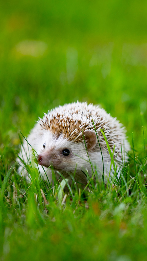 A comprehensive guide to the care of mini hedgehogs screenshot