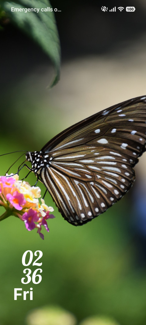Striped Beauty screenshot