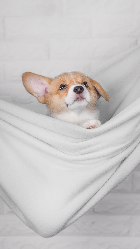 Is it really cruel to sterilize pets screenshot