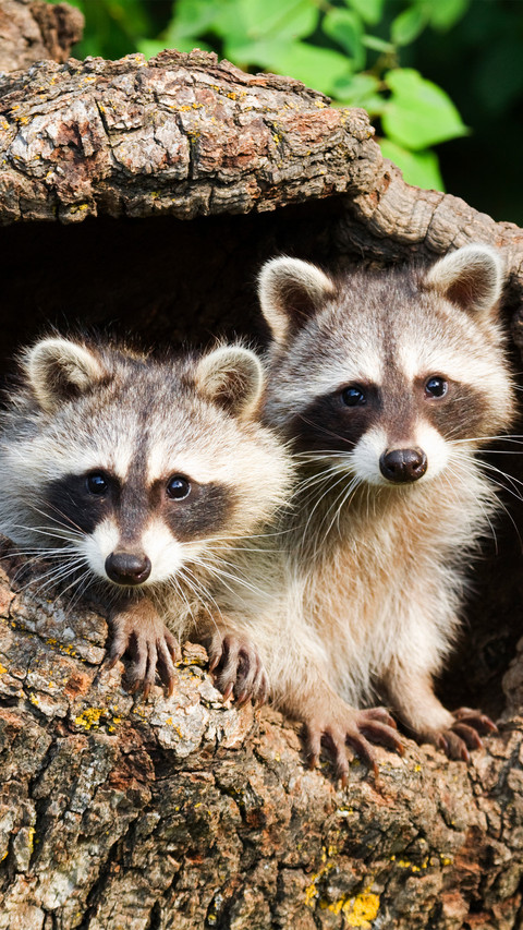 Two raccoons in the tree hole screenshot