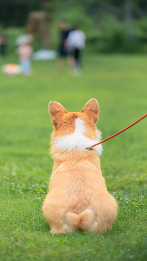 Dogs rolling are signaling screenshot