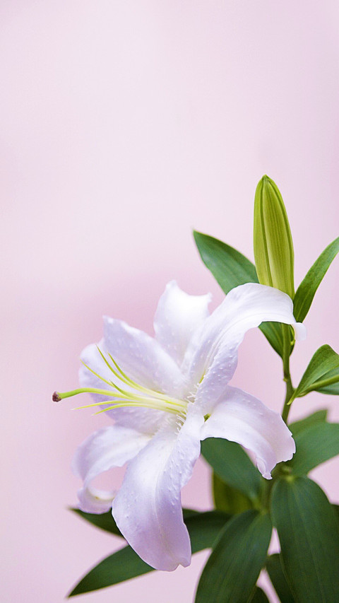 百合花 screenshot