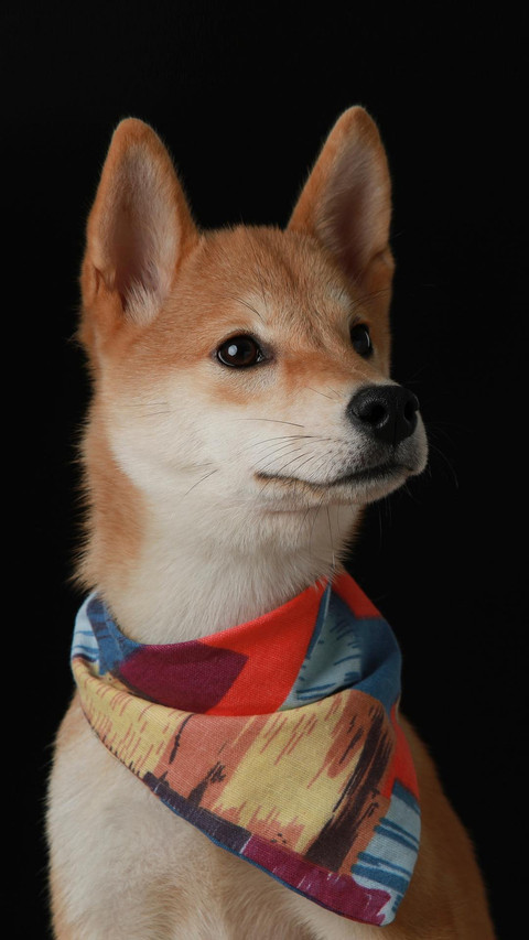 Dog11 screenshot