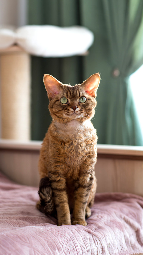 Devonrex cat is sitting on the bed in the room screenshot