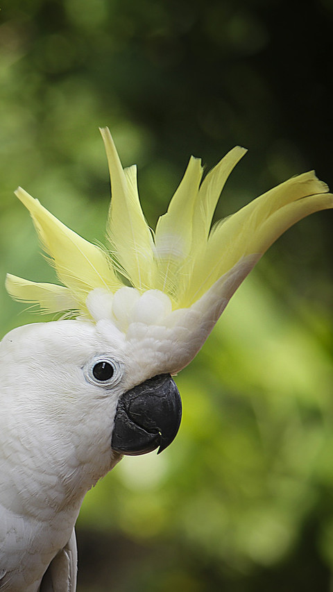 Parrot (3) screenshot