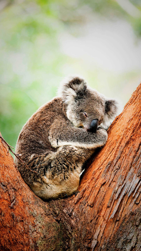 A cute koala hugging a tree and sleeping on it screenshot