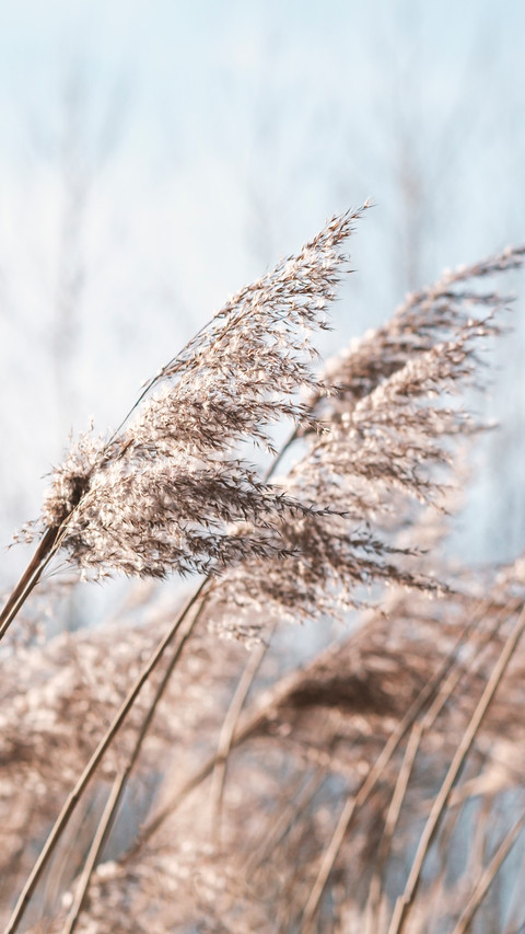 Autumn reeds screenshot