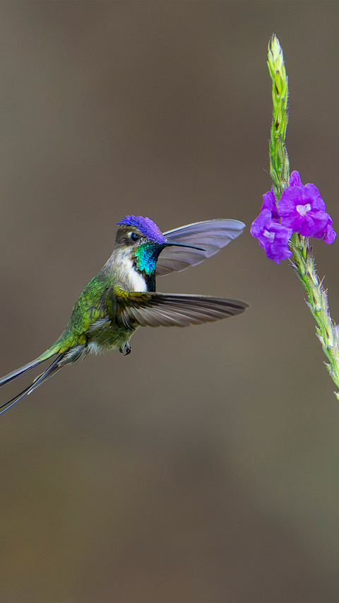 The strange kings spoontailed hummingbird screenshot