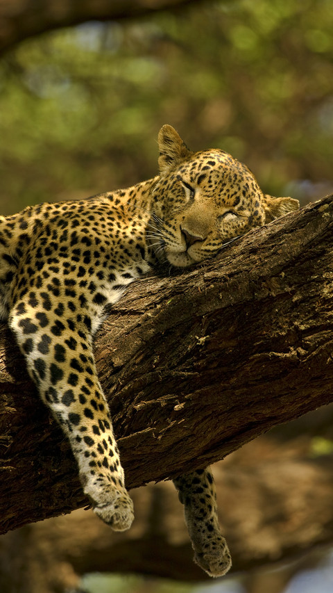 Animal sleeping posture 18 screenshot