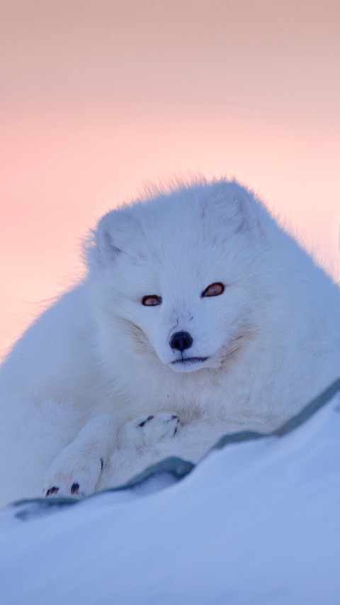 The arctic fox in its habitat screenshot