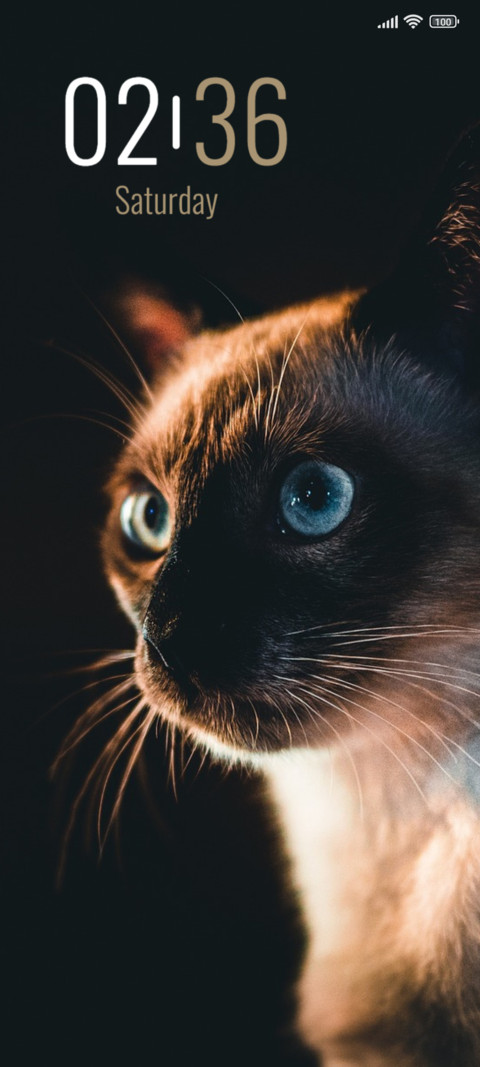 Angry Cat screenshot