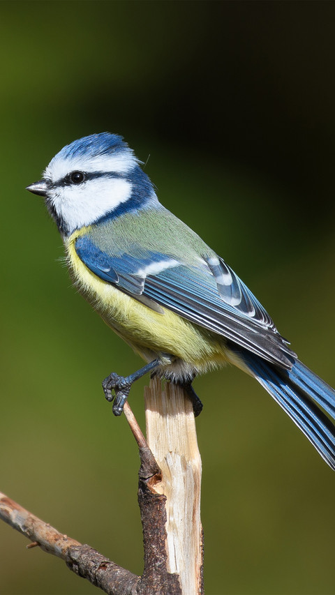 The swedish tit perches on the branches screenshot