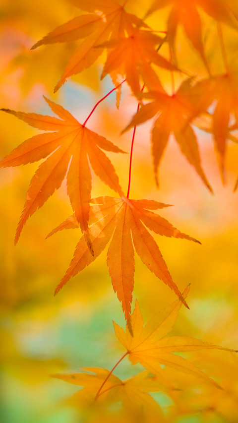 秋分 screenshot