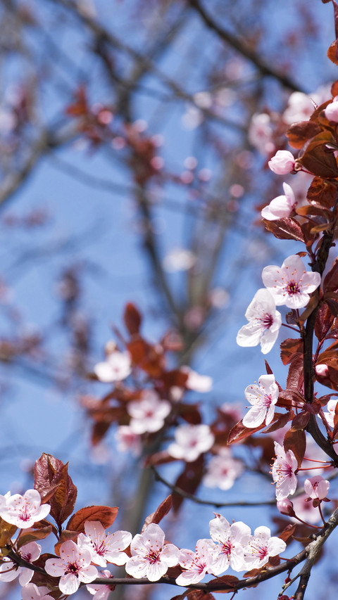 Cherry blossoms in splendor screenshot