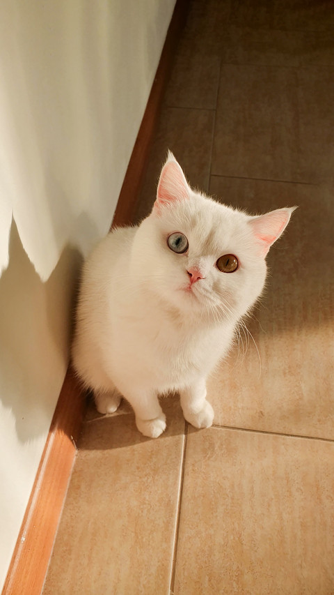 Portrait of a odd-eyed, white British Shorthair cat screenshot