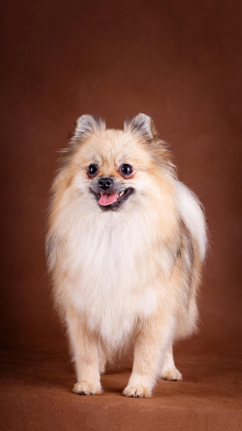 Dog235 screenshot
