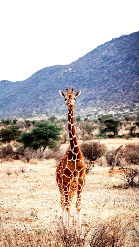 Giraffe on the Samburu Grassland in Kenya, Africa screenshot