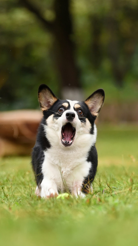 What should a dog do when it shows its owner its teeth screenshot