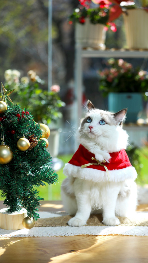 Christmas Doll Cat Playing Santa Claus screenshot