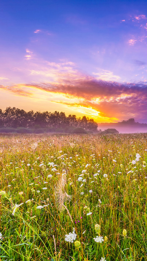 Beautiful hazy meadow at summer sunrise screenshot