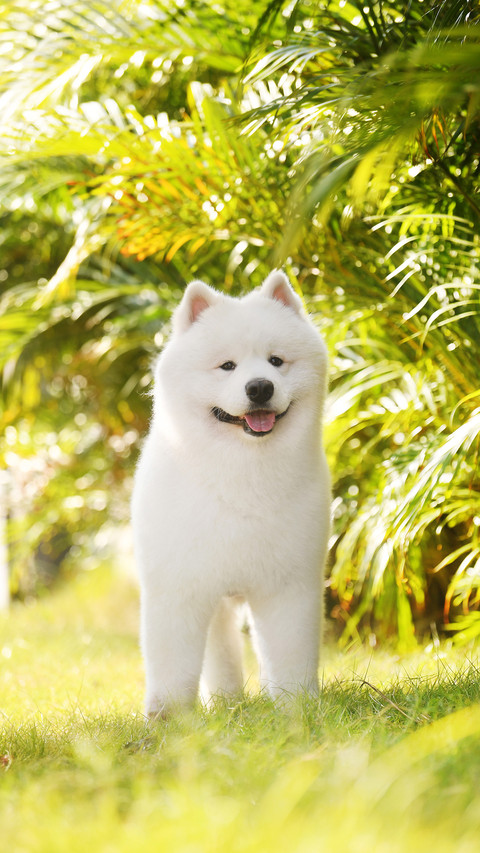 A samoyed in the bushes screenshot