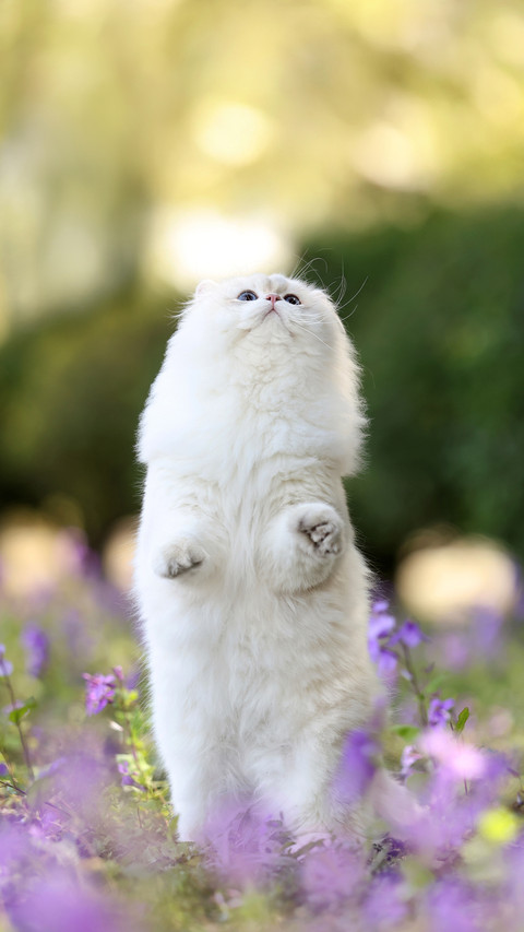 When a cat steps on you its being cute screenshot