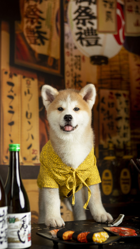 Chaigou Dog World Wandering Star 1 screenshot